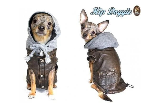 - Pet monitor with cameraCuteVintage Bomber Dog Jacket