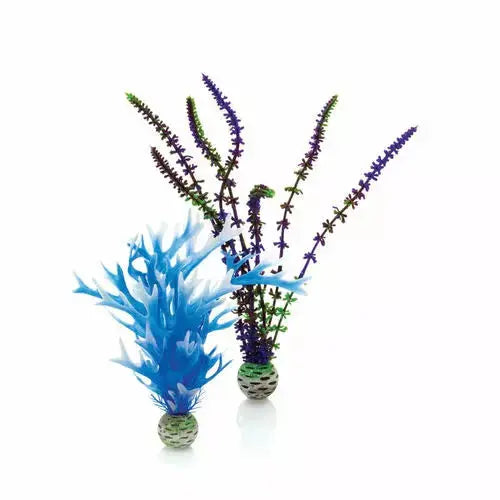 Blue & Purple