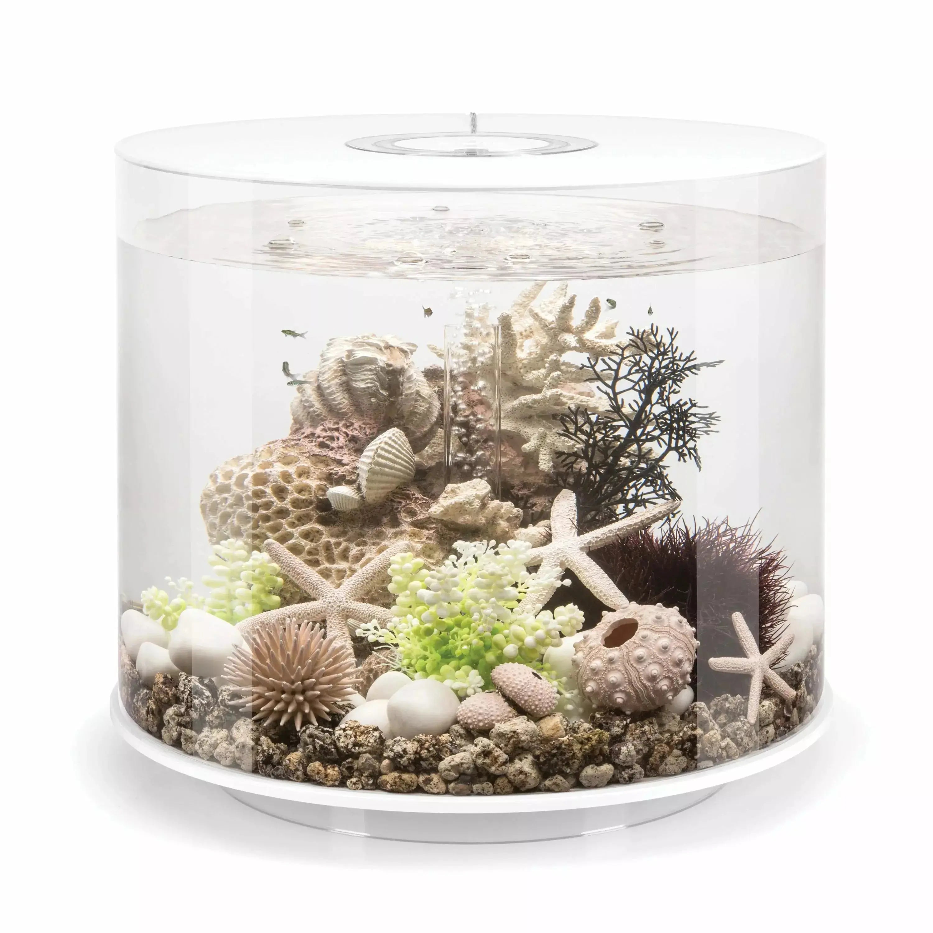  -Explosion-proof leash FOR LARGE dogsbiOrb TUBE 35 Aquarium with Standard Light  9.2 gallon