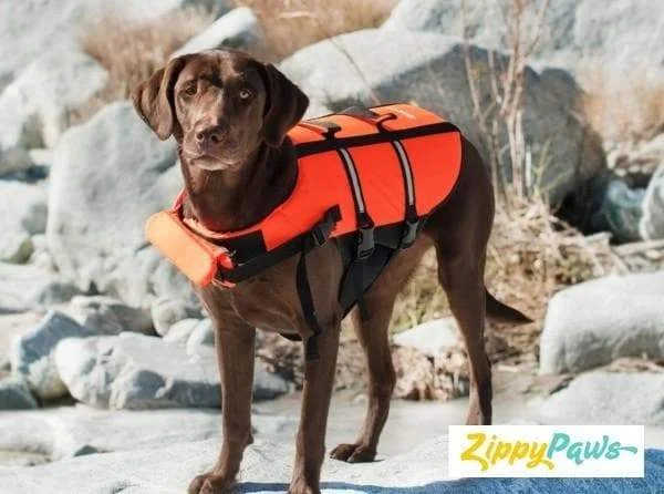 - Cat stress soothing sprayCuteAdventure Dog Life Jacket