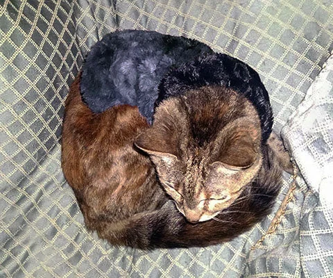 - Foldable and portable cat bagDog Coat, Reversible - Luxury Faux Fur in Highland Skye with Cuddly Fur in Black